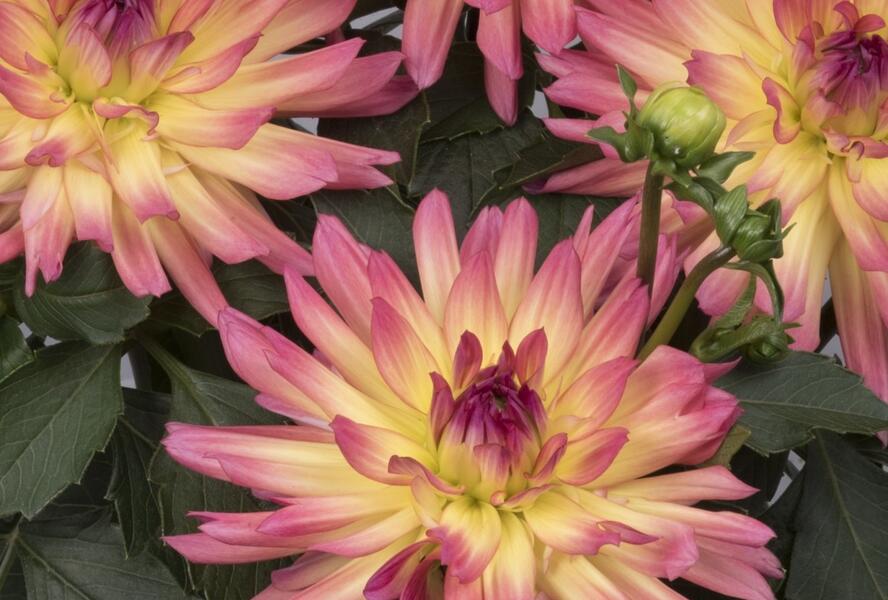 Jiřina XXL 'Laredo' - Dahlia XXL 'Laredo'
