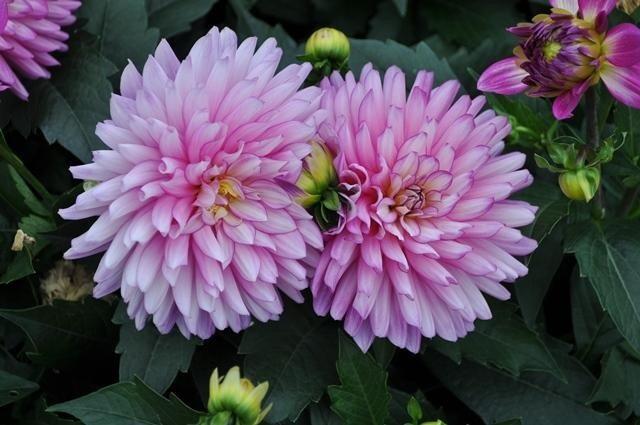 Jiřina XXL 'Veracruz' - Dahlia XXL 'Veracruz'