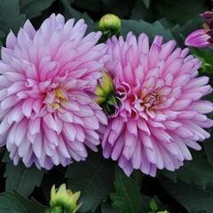 Jiřina XXL 'Veracruz' - Dahlia XXL 'Veracruz'