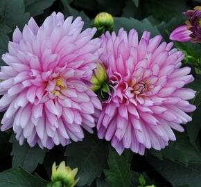 Jiřina XXL 'Veracruz' - Dahlia XXL 'Veracruz'