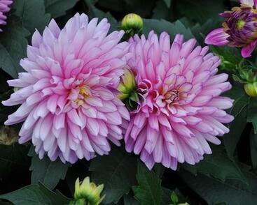 Jiřina XXL 'Veracruz'