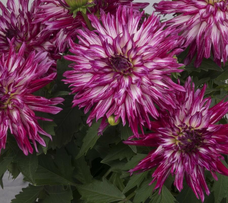 Jiřina XXL 'Berry Blast' - Dahlia XXL 'Berry Blast'