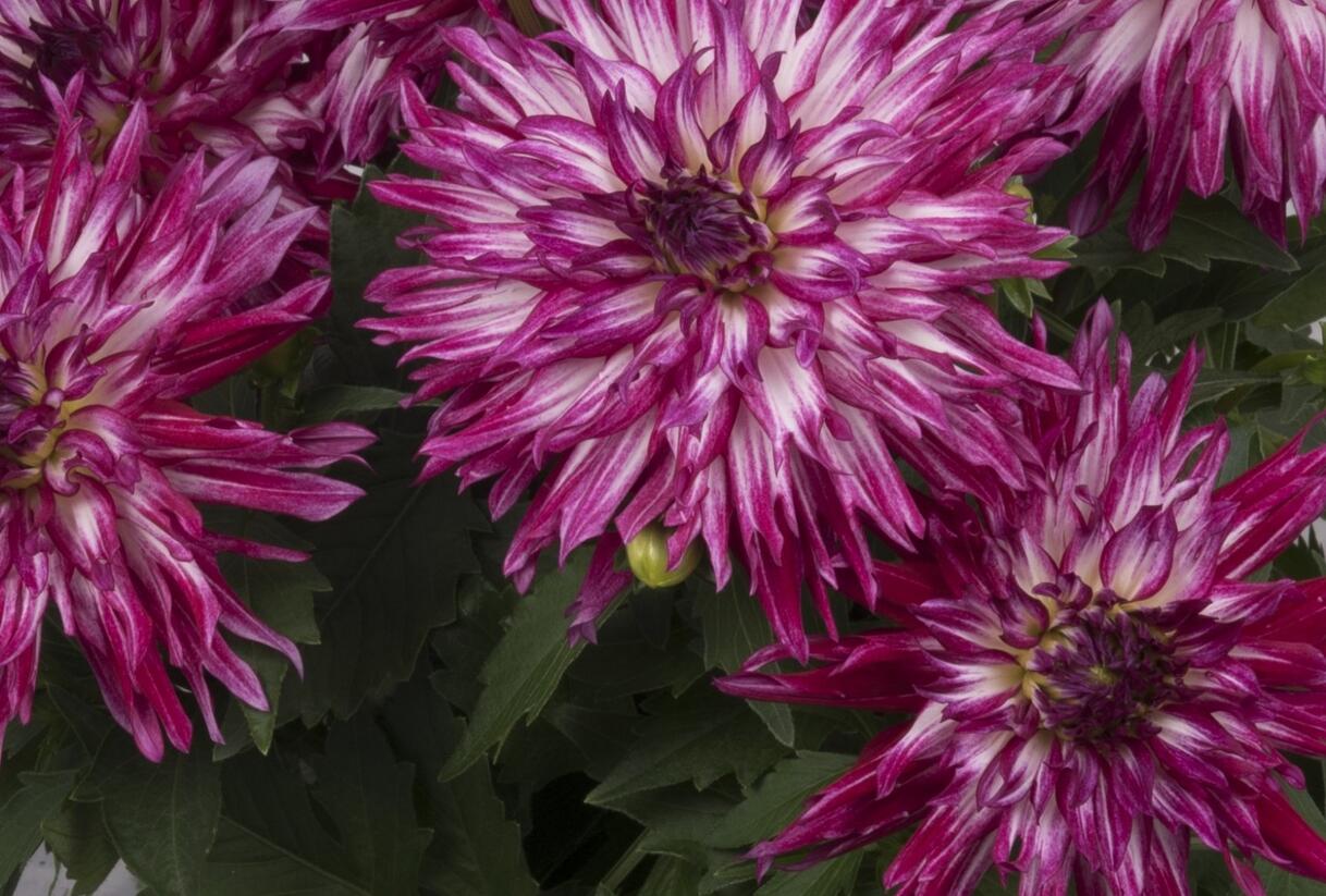 Jiřina XXL 'Berry Blast' - Dahlia XXL 'Berry Blast'