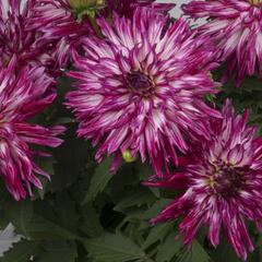 Jiřina XXL 'Berry Blast' - Dahlia XXL 'Berry Blast'