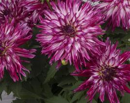 Jiřina XXL 'Berry Blast'