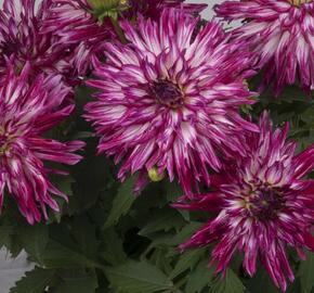 Jiřina XXL 'Berry Blast' - Dahlia XXL 'Berry Blast'