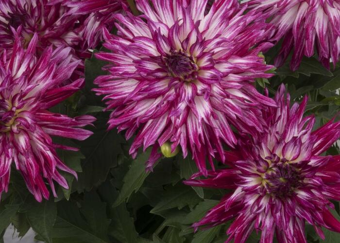 Jiřina XXL 'Berry Blast' - Dahlia XXL 'Berry Blast'