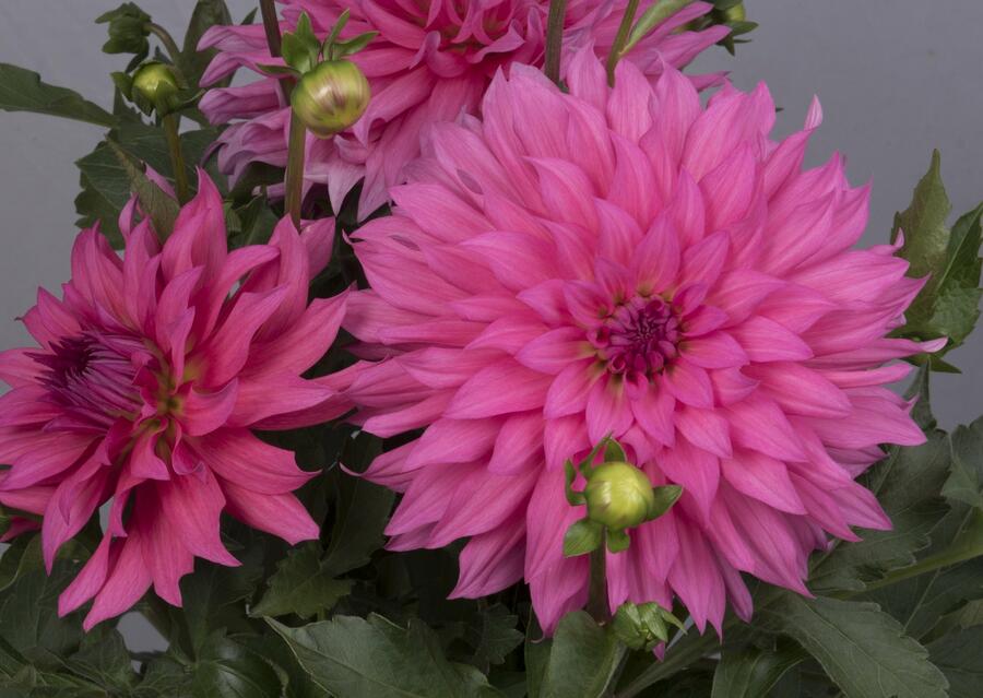 Jiřina XXL 'Pink Lemonade' - Dahlia XXL 'Pink Lemonade'