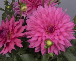 Jiřina XXL 'Pink Lemonade'