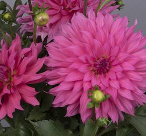 Jiřina XXL 'Pink Lemonade' - Dahlia XXL 'Pink Lemonade'