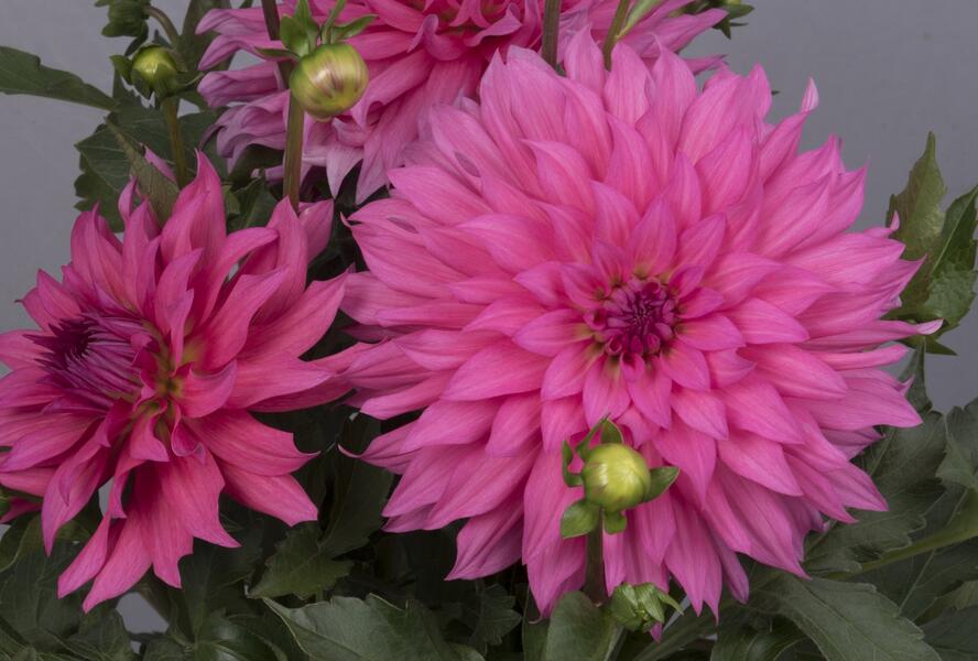 Jiřina XXL 'Pink Lemonade' - Dahlia XXL 'Pink Lemonade'