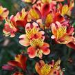 Alstromérie, boubelka Summer Paradise 'Indian Summer' - Alstroemeria hybrida Summer Paradise 'Indian Summer'