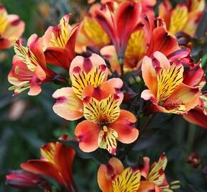 Alstromérie, boubelka Summer Paradise 'Indian Summer' - Alstroemeria hybrida Summer Paradise 'Indian Summer'