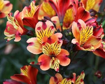 Alstromérie, boubelka Summer Paradise 'Indian Summer'