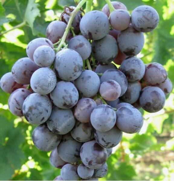Réva vinná stolní 'Moscato d' Amburgo' - Vitis vinifera 'Moscato d' Amburgo'