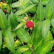 Ostružiník jahodnatý - Rubus illecebrosus