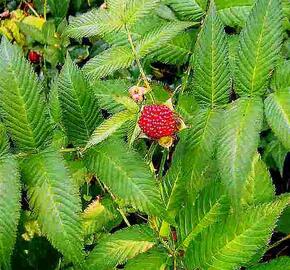 Ostružiník jahodnatý - Rubus illecebrosus