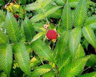 Ostružiník jahodnatý