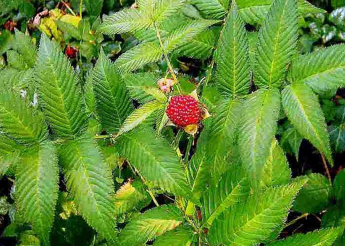 Ostružiník jahodnatý - Rubus illecebrosus