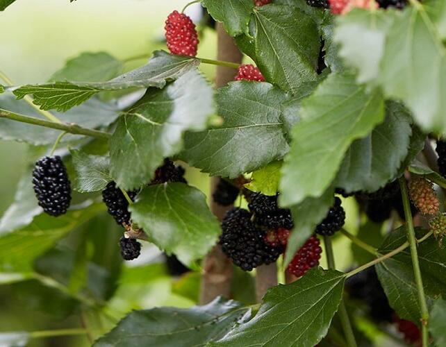 Moruše čená 'Mojo Berry' - Morus nigra 'Mojo Berry'