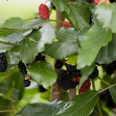 Moruše čená 'Mojo Berry' - Morus nigra 'Mojo Berry'