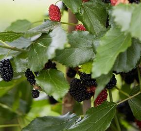 Morušovník 'Mojo Berry' - Morus 'Mojo Berry'