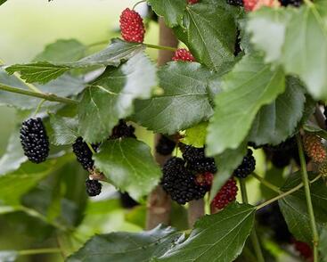 Morušovník čený 'Mojo Berry'