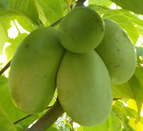 Muďoul trojlaločný 'Select 1' - Asimina 'Select 1'