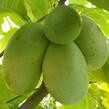 Muďoul trojlaločný 'Select 1' - Asimina 'Select 1'
