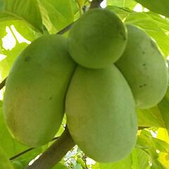 Muďoul trojlaločný 'Select 1' - Asimina 'Select 1'