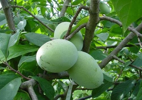 Muďoul trojlaločný 'Convis' - Asimina triloba 'Convis'