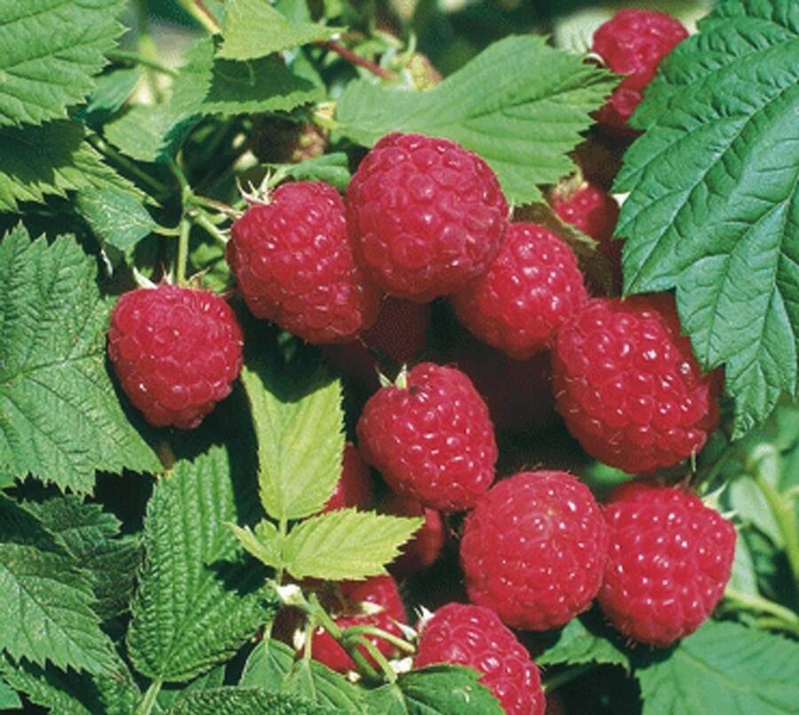 Maliník beztrnný jednouplodící 'Glen Ample' - Rubus idaeus 'Glen Ample'