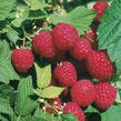 Maliník beztrnný jednouplodící 'Glen Ample' - Rubus idaeus 'Glen Ample'