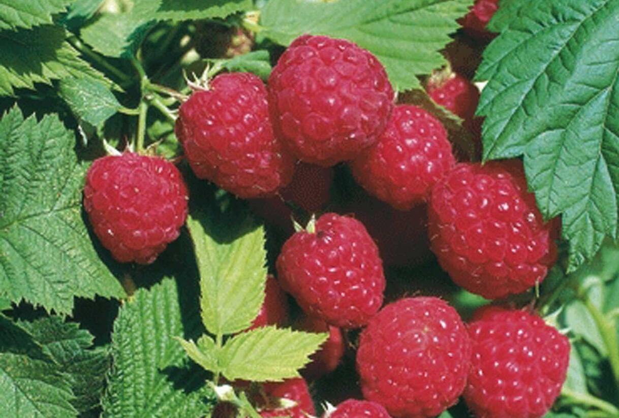 Maliník jednouplodící, beztrnný 'Glen Ample' - Rubus idaeus 'Glen Ample'
