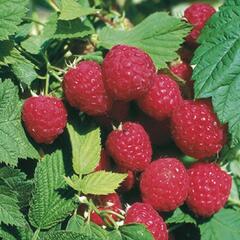 Maliník beztrnný jednouplodící 'Glen Ample' - Rubus idaeus 'Glen Ample'