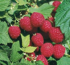 Maliník beztrnný jednouplodící 'Glen Ample' - Rubus idaeus 'Glen Ample'