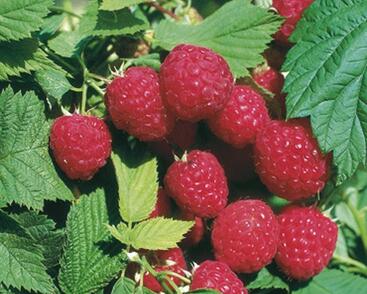 Maliník jednouplodící, beztrnný 'Glen Ample'