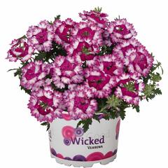 Verbena, sporýš 'Wicked Dark Pink' - Verbena hybrida 'Wicked Dark Pink'