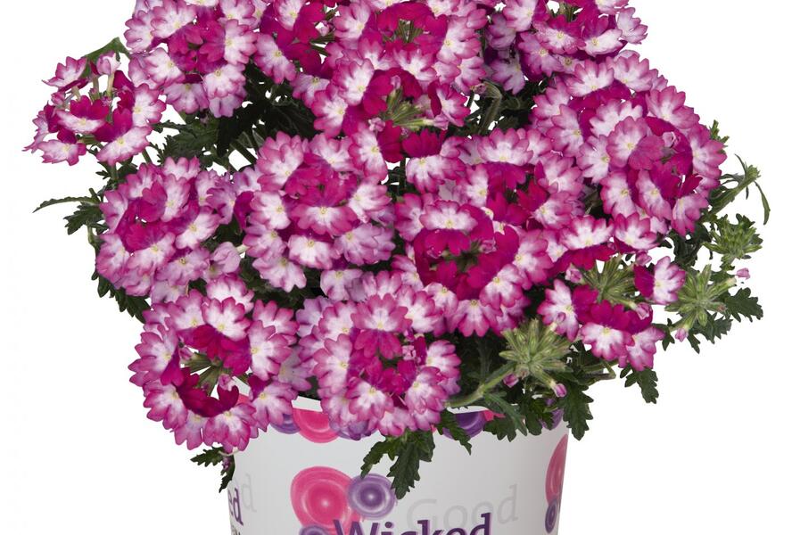 Sporýš 'Wicked Dark Pink' - Verbena hybrida 'Wicked Dark Pink'