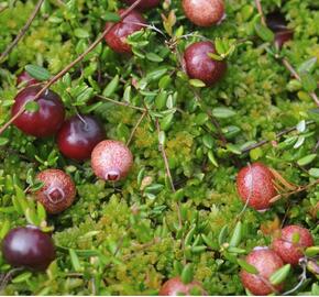 Klikva velkoplodá 'Pilgrim' - Vaccinium macrocarpon 'Pilgrim'