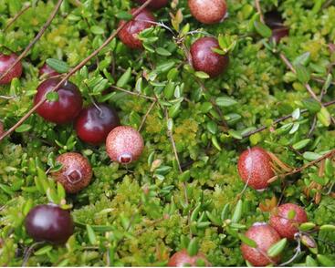 Klikva velkoplodá 'Pilgrim'