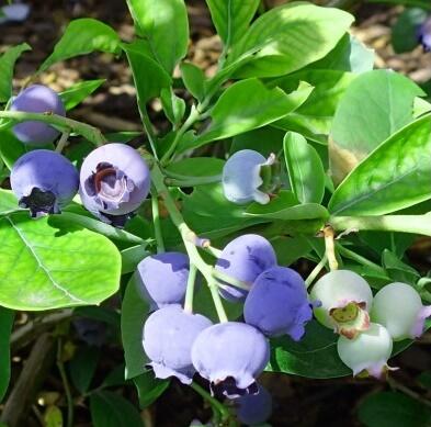 Borůvka chocholičnatá, kanadská borůvka 'Ama Rood' - Vaccinium corymbosum 'Ama Rood'