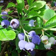 Borůvka chocholičnatá, kanadská borůvka 'Ama Rood' - Vaccinium corymbosum 'Ama Rood'