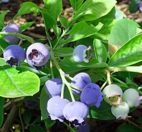 Borůvka chocholičnatá, kanadská borůvka 'Ama Rood' - Vaccinium corymbosum 'Ama Rood'