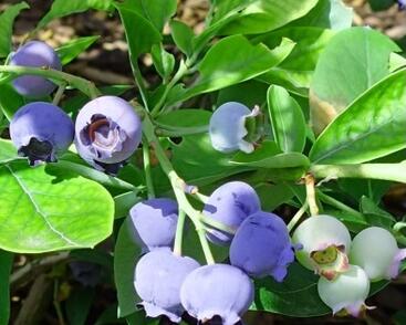 Borůvka chocholičnatá, kanadská borůvka 'Ama Rood'