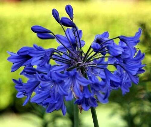 Kalokvět africký 'Starbus Blue' - Agapanthus africanus 'Starbus Blue'