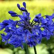 Kalokvět africký 'Starbus Blue' - Agapanthus africanus 'Starbus Blue'
