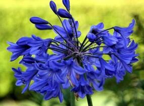 Kalokvět africký 'Starbus Blue' - Agapanthus africanus 'Starbus Blue'