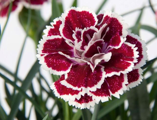 Hvozdík karafiát 'DiaDeur® Sophie' - Dianthus caryophyllus 'DiaDeur® Sophie'