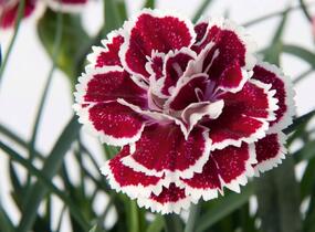 Hvozdík karafiát 'DiaDeur® Sophie' - Dianthus caryophyllus 'DiaDeur® Sophie'